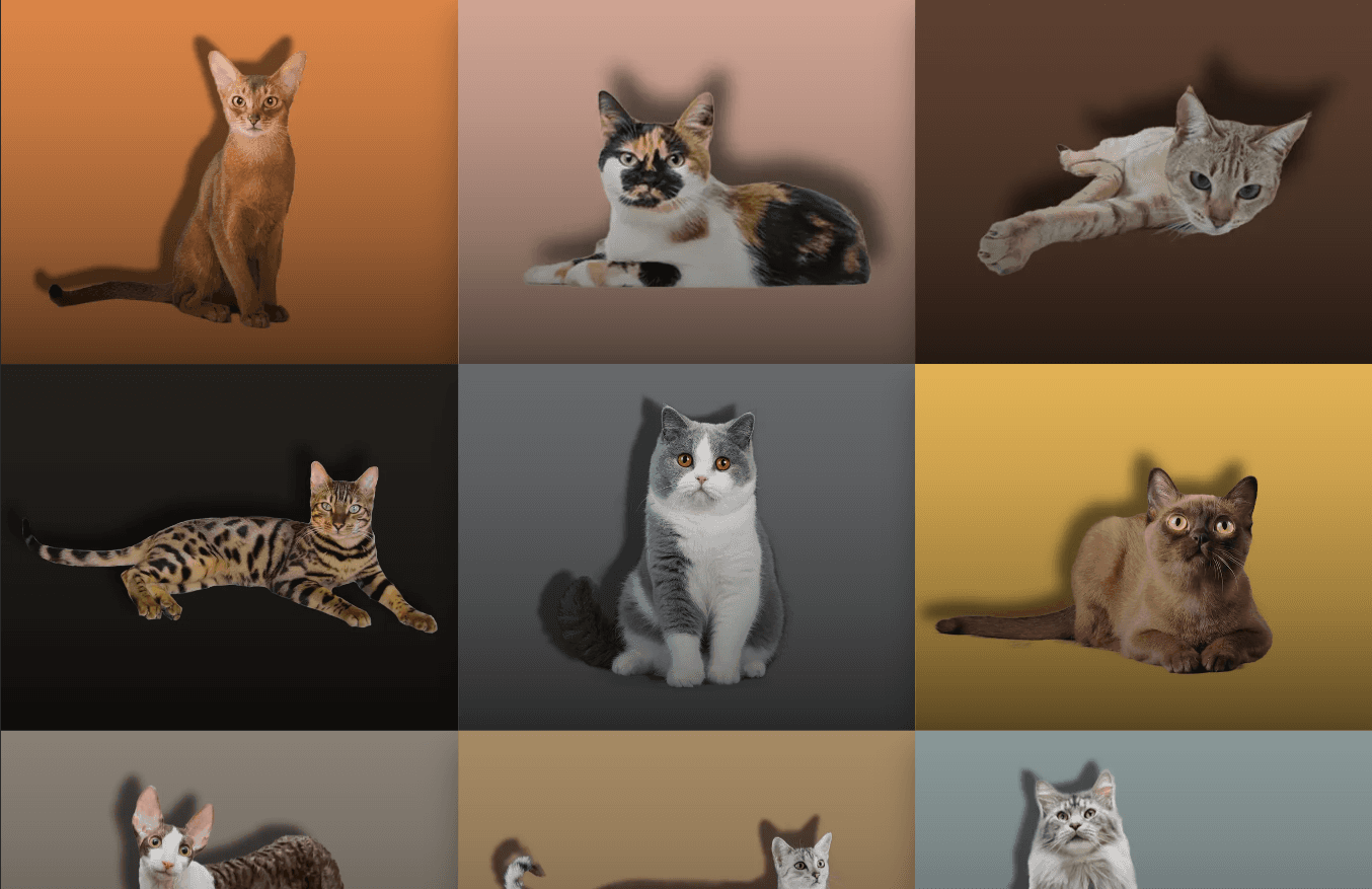 Cat Breeds
